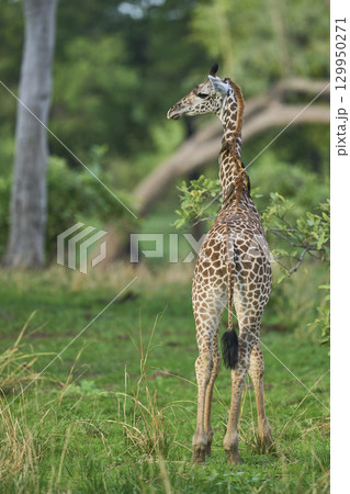 Thornicroft giraffe in South Luangwa National Park 129950271