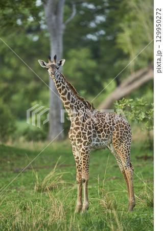 Thornicroft giraffe in South Luangwa National Park Thornicroft giraffe in South Luangwa National Park 129950272