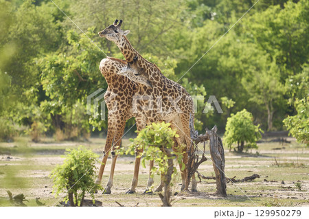 Thornicroft giraffe play fighting Thornicroft giraffe play fighting 129950279