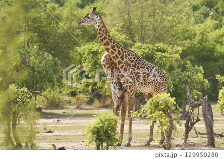 Thornicroft giraffe play fighting Thornicroft giraffe play fighting 129950280