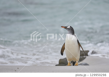 Gentoo Penguin 129950298