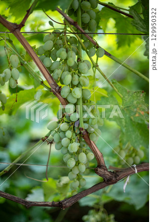 Close-up of green grapes hanging on a vine with lush leaves 129950322