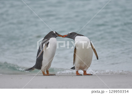 Gentoo Penguins interacting Gentoo Penguins interacting 129950354