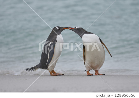 Gentoo Penguins interacting Gentoo Penguins interacting 129950356