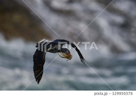 Rock Shag in flight Rock Shag in flight 129950378