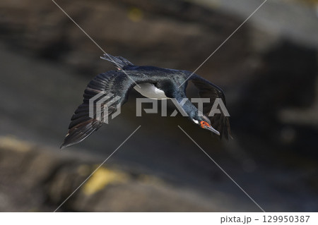 Rock Shag in flight  129950387