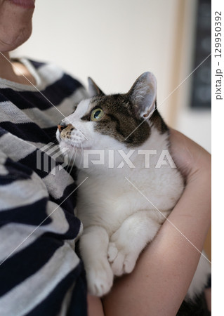 猫を抱きしめる キジトラ猫 猫を抱きしめる キジトラ猫 129950392
