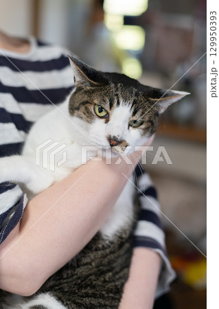 猫を抱きしめる　キジトラ猫 129950393