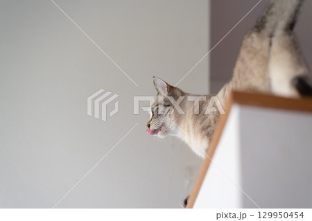 見つめる猫　シャムトラ猫 129950454