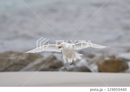 Pale-faced Sheathbill landing Pale-faced Sheathbill landing 129950480