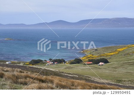 The settlement on Carcass Island in the Falkland Islands. The settlement on Carcass Island in the Falkland Islands. 129950491