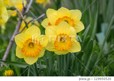 黄色スイセン 129950520