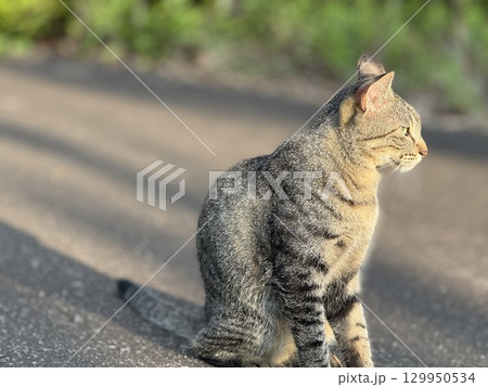 朝陽を浴びるキジトラ猫 129950534