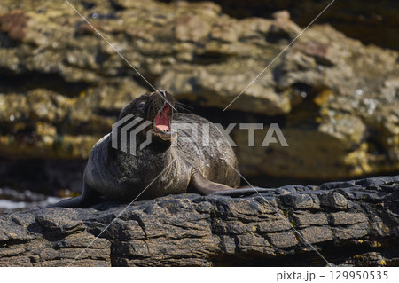 Southern Sea Lion on the coast of Carcass Island 129950535