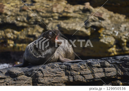 Southern Sea Lion on the coast of Carcass Island 129950536