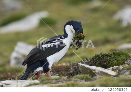 Imperial Shag collecting nesting material Imperial Shag collecting nesting material 129950595