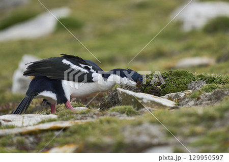 Imperial Shag collecting nesting material 129950597