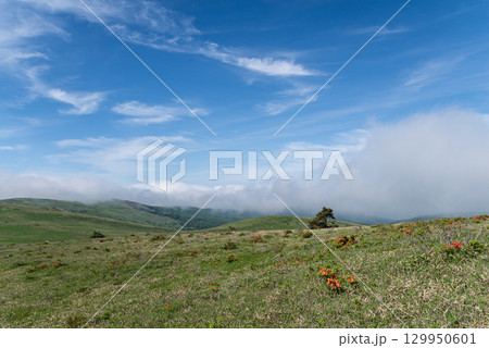 爽やかな高原 霧ヶ峰高原 爽やかな高原 霧ヶ峰高原 129950601