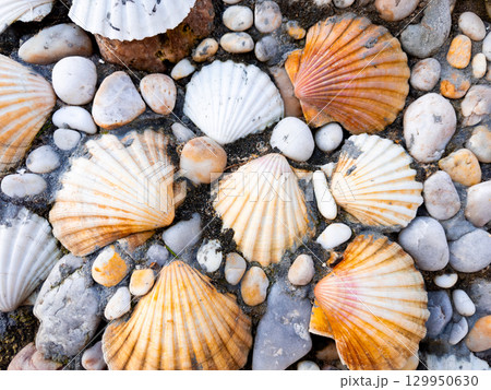Variety of colorful seashells on pebbled beach sand 129950630