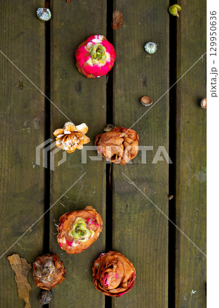 Camellia japonica. Withered flowers on wooden surface. Natural decay and texture study 129950636