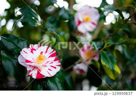 Camellia japonica. Vibrant red and white camellias among lush green leaves in garden setting 129950637