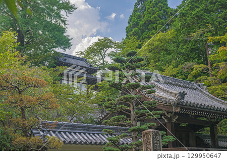 滋賀大津 西教寺の夏景色 滋賀大津 西教寺の夏景色 129950647
