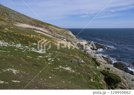 Breeding colony of Imperial Shag Breeding colony of Imperial Shag 129950662