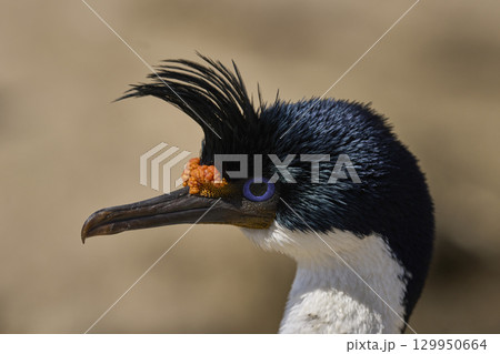 Breeding colony of Imperial Shag  129950664