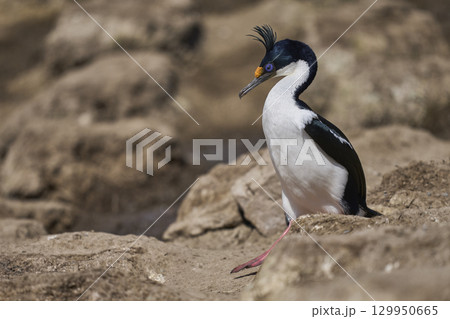 Breeding colony of Imperial Shag  129950665