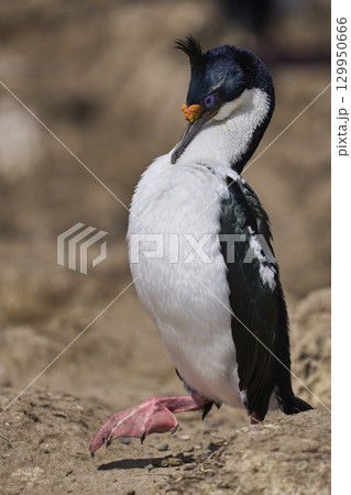 Breeding colony of Imperial Shag  129950666