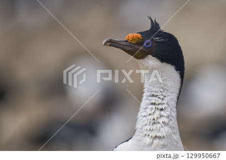 Breeding colony of Imperial Shag  129950667
