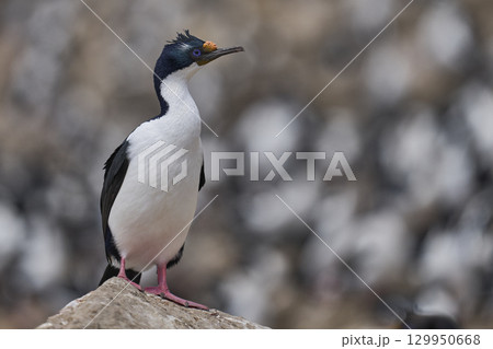 Breeding colony of Imperial Shag  129950668