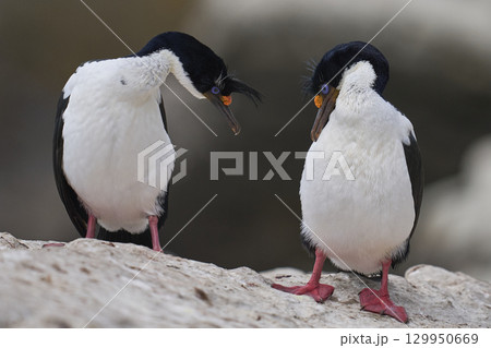 Breeding colony of Imperial Shag  129950669