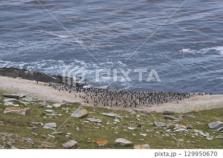 Breeding colony of Imperial Shag  129950670