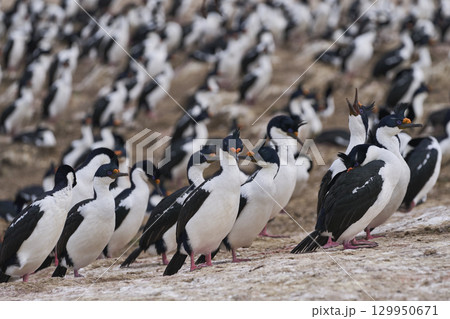 Breeding colony of Imperial Shag  129950671