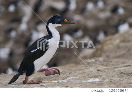 Breeding colony of Imperial Shag Breeding colony of Imperial Shag 129950674