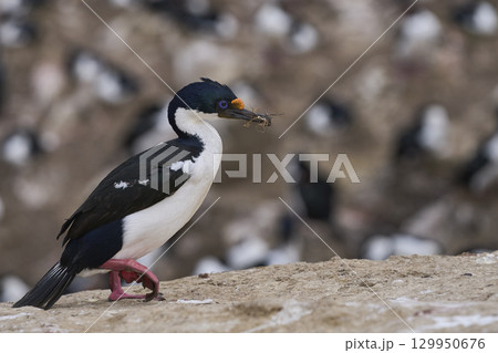 Breeding colony of Imperial Shag Breeding colony of Imperial Shag 129950676