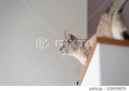 見つめる猫　シャムトラ猫 129950679