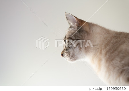 見つめる猫　シャムトラ猫 129950680