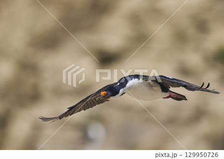 Imperial Shag coming in to land 129950726