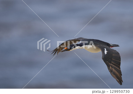 Imperial Shag coming in to land 129950730