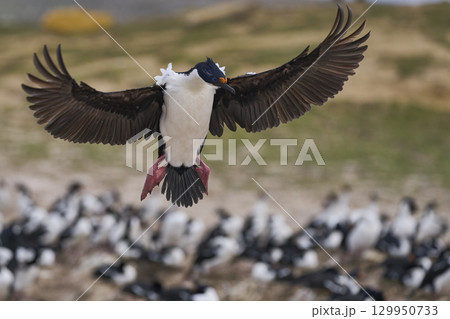 Imperial Shag coming in to land Imperial Shag coming in to land 129950733
