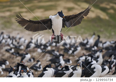 Imperial Shag coming in to land 129950734