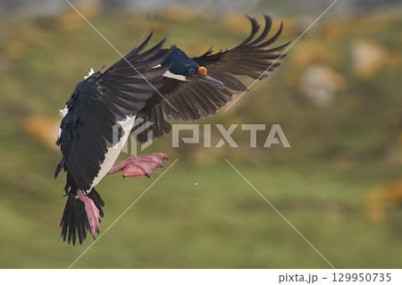 Imperial Shag coming in to land Imperial Shag coming in to land 129950735