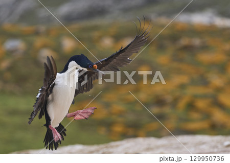 Imperial Shag coming in to land 129950736