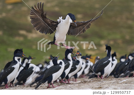 Imperial Shag coming in to land 129950737