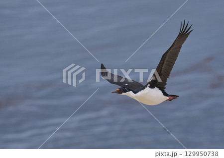 Imperial Shag coming in to land 129950738