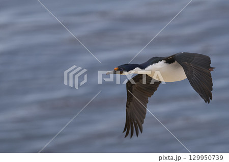 Imperial Shag coming in to land Imperial Shag coming in to land 129950739