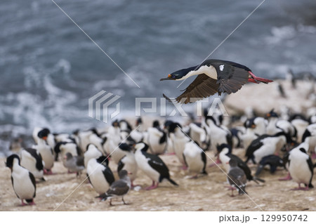 Imperial Shag coming in to land Imperial Shag coming in to land 129950742