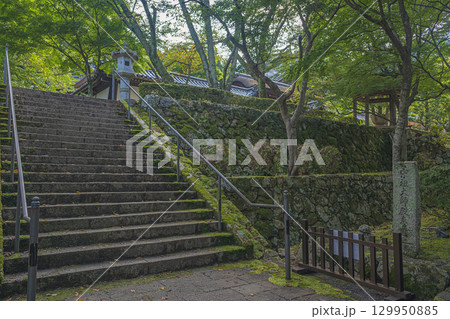 滋賀大津 西教寺 宗祖大師殿へ向かう参道の石段 129950885